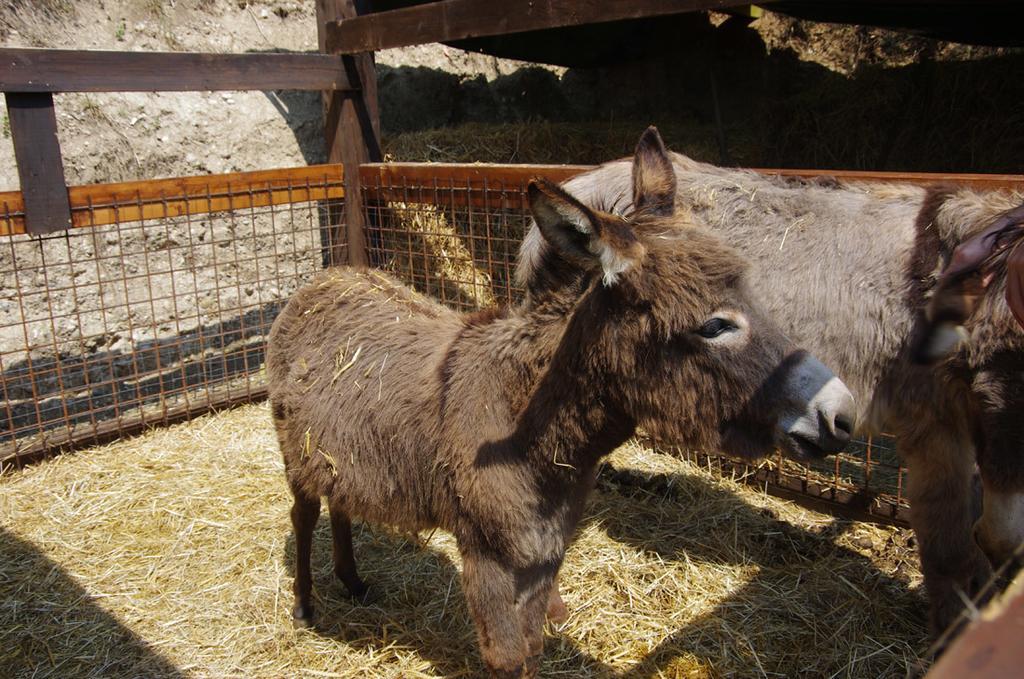 Agriturismo Casa Villi Solferino Bagian luar foto